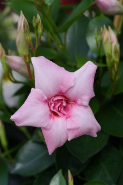 Yakından bakınca parlak, açık pembe bir Mandevilla çiçeği görünüyor. Beş yaprağı dalgalı bir merkezden ışıldıyor. Koyu yeşil yapraklar ve açılmamış tomurcuklar