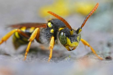 Siyah Gooden 'in göçebe arısı Nomada Goodenana' nın detaylı ön çekimi.