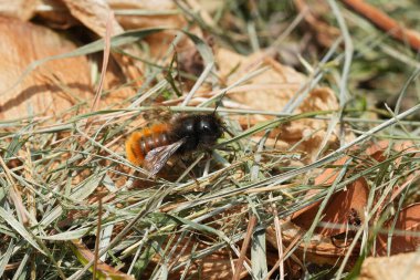 Avrupa 'da bir bahçe arısı olan Osmia Cornuta' nın sabah güneşinin tadını çıkardığı doğal bir yakın plan.