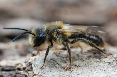 Erkek çikolata madencisi Andrena Scotica 'nın tahtada poz vermesi doğal bir yakınlaşmadır.