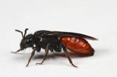 Beyaz arka planda Sphecodes albilabris olan büyük bir kırmızı kan arısının renkli detaylı görüntüsü. Stüdyo çekimi