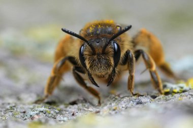 Dişi bir Buff kuyruklu maden arısı, Catsear Madencilik arısı, Andrena 'yı küçük düşürür.