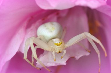 Beyaz bir yengeç örümceğinin doğal renkli görüntüsü, Misumena vatia pembe kiraz çiçeklerinde saklanıyor.