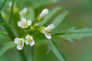 Flexuous Wavy ya da Woodland Bittercress, Cardamine flexuosa 'nın kırılgan beyaz çiçeklerine yakından bakın.