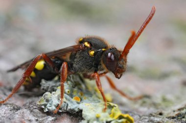 Renkli, turuncu boynuzlu, göçebe bir guguk kuşu olan Nomada Ruficornis 'in detaylı görüntüsü.