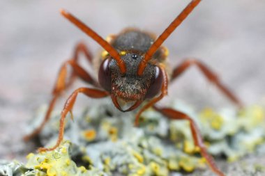 Renkli, turuncu boynuzlu, göçebe bir guguk kuşu olan Nomada Ruficornis 'in detaylı görüntüsü.