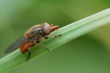 Kırmızı bir uçan sineğe, yeşil bir çim sırtında Rhingia Campestris 'e doğal detaylı bir yakın çekim.