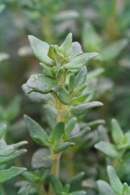 Tek bir kekik, Thymus 'a doğal olarak yakın plan, baharda ortaya çıkan sapı, mutfak için güzel bir baharat bileşeni.