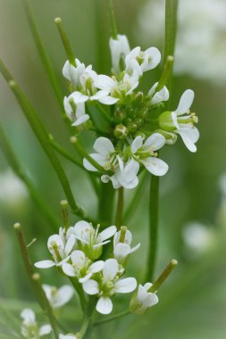 Flexuous veya Wavy Bittercress, Cardamine flexuosa 'nın kırılgan beyaz çiçeklerine doğal dikey yakın çekim