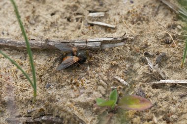 Geniş kıllı, iki voltluk taşikardi sineğine yakın plan, yerde dinlenen taşikardi ferası. Bu, kelebek tırtılları üzerindeki bir parazit.
