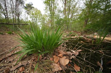Ormanda yetişen Molinia Caerulea, yabani Mor bozkırda doğal olarak yakınlaşır.