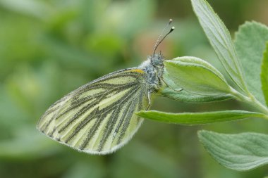 Yeşil damarlı beyaz kelebek, Pieris napi, yeşil yaprakların üzerinde dinleniyor, kanatlar hassas desenler sergiliyor, doğal bir bahar sezonu sahnesi..