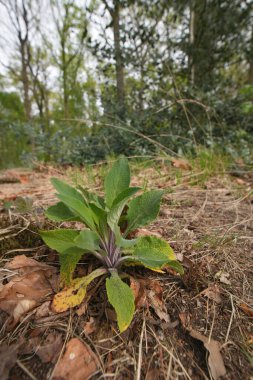 Doğuştan dikey olarak yaklaşan Mor Yüksükotu, Ormanda Digitalis Purpurea