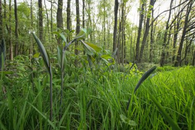 Avrasya Süleyman 'ın fok bitkisi Polygonatum multiflorum' un ormandaki gelişmekte olan saplarına doğal olarak geniş açılı yaklaşım.