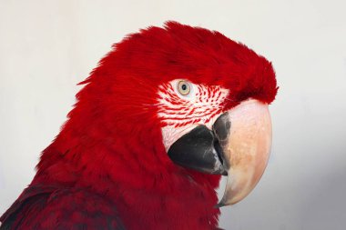 Kırmızı omuzlu bir papağanın renkli portresi, Ara Chloropterus
