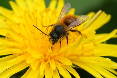 Erkek bir kırmızı mason arı, Osmia rufa sarı bir karahindiba çiçeğinin üzerinde.