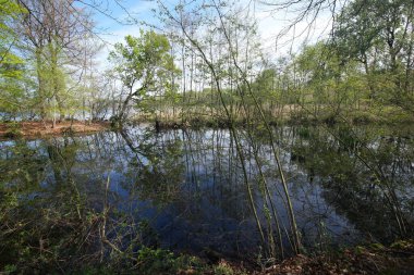 Ormanda yuva yapmış sakin bir gölet etrafındaki ağaçları yansıtarak huzur verici bir manzara yaratır. Su durgun, gökyüzünü ve yukarıdaki yaprakları yansıtıyor..
