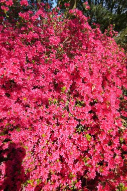 Güneşli bir havada canlı kırmızı bir Rhododendron çalısı üzerinde doğal yakın plan.