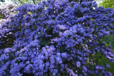 Güneşli bir havada canlı mavi bir Rhododendron çalısı üzerinde doğal yakın plan.