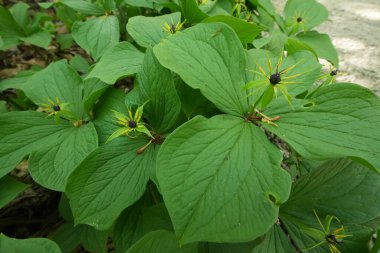 Bahar mevsiminde doğal bir yakın plan gerçek aşığın düğümü, Paris kuadrifolia, mavi böğürtlen üreten zehirli bir bitki.
