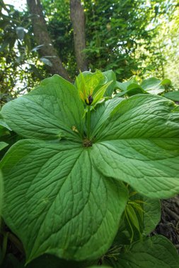 Bahar mevsiminde doğal bir yakın plan gerçek aşığın düğümü, Paris kuadrifolia, mavi böğürtlen üreten zehirli bir bitki.