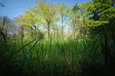 Ağaçların gölgesinin altında yemyeşil otlar sallanıyor. Güneş ışığı bu sakin manzarada orman tabanını karalıyor..