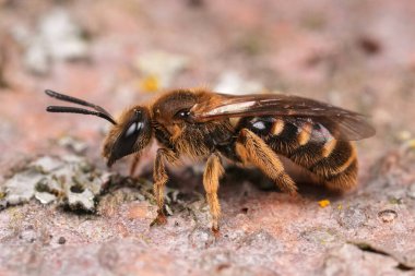 Dişi bir arının detaylı görüntüsü, Lasioglossum kalseatum