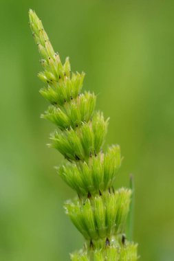 Avrupa ortak atkuyruğu bitkisinin yeşeren yeşil sapına doğal olarak yakın plan, tıbbi bir bitki olan Equisetum Arvense
