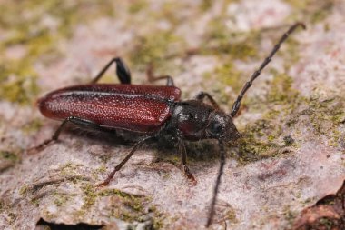 İstilacı Japon sedir böceği Callidiellum rufipenne 'nin Avrupa bahçesinde doğal yakın çekimi.