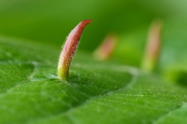 Eriophyes Tiliae Mite tarafından istila edilmiş yeşil bir Tilia Ağacı Yaprağı 'nın doğal yakın plan görüntüsü Lime Nail Gall veya Bugle Gall