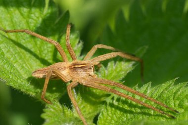 Çocuk ağındaki örümceğin doğal detaylı görüntüsü, Pisaura Mirabilis 'in sabah güneşinin tadını çıkarması.