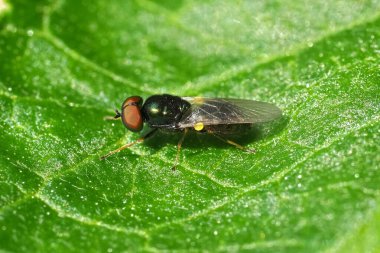 Geniş Centurion sineği ya da asker sineği Microchrysa polita