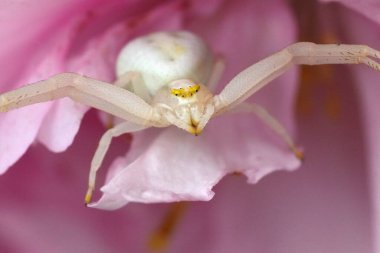 Beyaz bir yengeç örümceği açık pembe bir çiçek yaprağının üzerinde dinlenir. Örümceğin bedeni ve bacakları solgundur. Bu da çiçeğe karışmasını ve masum avını beklemesini sağlar..