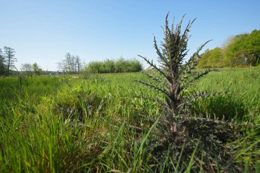 Gelişmekte olan Avrupa bataklık devedikeni, çayırdaki Cirsium Palustre 'ye doğal geniş açı