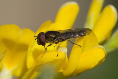 Üç telli sedgesitter ya da beyaz ayaklı hoverfly, Platycheirus albimanus sarı çiçekli