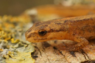 Karasal, Avrupa 'nın düz semenderi Lissotriton vulgaris vulgaris' e yakın plan.
