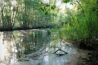 Sakin bir gölet yoğun bir ormanın içine kurulmuş, güneş ışığı gölgeliği delip geçiyor ve suyu yansıtıyor, yemyeşil suların kenarları yemyeşil..