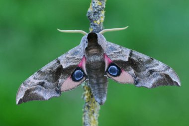 Büyük Avrupa göz güvesi Smerinthus ocellatus 'a doğal olarak yakın plan yeşil arka planda kanatları açık.
