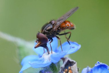 Avrupa 'da kırmızı bir burnu havada uçan sineğe doğal yakın çekim, Rhingia yeşil alkanet, pentaglottis sempervirens mavi bir çiçek üzerinde geliyor