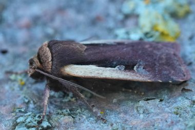 Ochropleura plecta, Avrupa 'daki Alevli Omuz Baykuşu' na yakın plan.