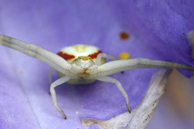 Yengeç örümceği Makro çekimi, Misumena vatia, beyaz bacaklı ve sarı çizgili, mor çiçek yaprağı üzerinde mükemmel kamufle edilmiş. Örümceğin yırtıcı duruşu görünür..