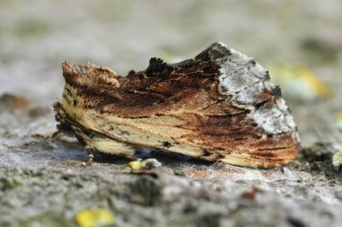 Avrupa 'nın ünlü akçaağaç güvesi Ptilodon cucullina' nın doğal detaylı görüntüsü.