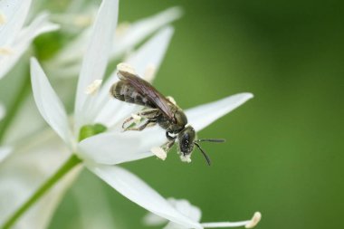 Ayrıntılı olarak küçük yeşil, yanardöner, metalik yeşil çizgili Lasioglossum morio