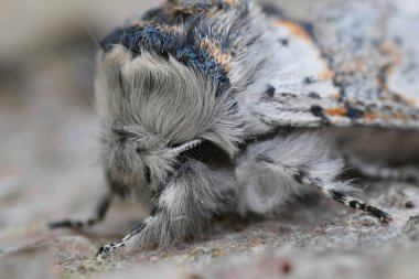 Avrupa solgun kedi güvesi Furcula furcula 'da doğal olarak aşırı yakın çekim.