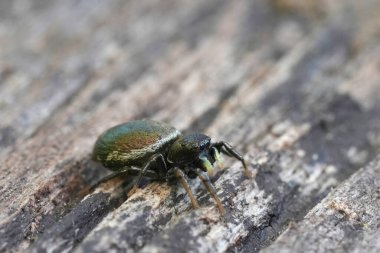 Koyu yeşil renkli atlayan Heliophanus örümceğinin detaylı görüntüsü.