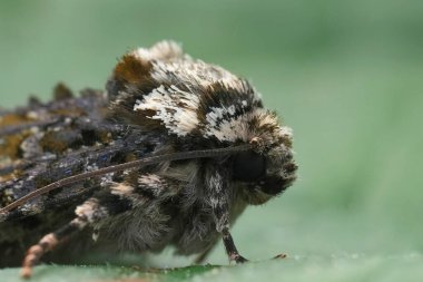 Avrupa taç giyme baykuşunun doğal yakın çekimi, Craniophora ligustri