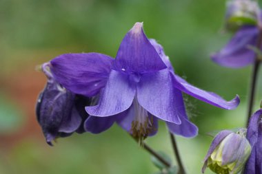 Koyu mavi bir kolumba çiçeğinin doğal yakın çekimi, Aquilegia vulgaris in the garden
