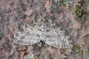 Gri renkli Serafim Geometre Güvesi 'nin doğal yakın çekimi. Kanatları açık Lobophora Halterata.
