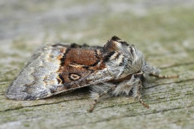 Avrupa fındık ağacı baykuş güvesi Colocasia Coryli 'nin doğal yakın çekimi