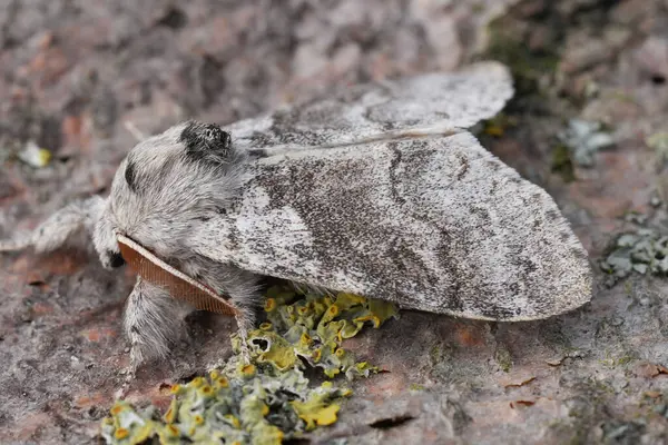 Avrupa Soluk Tussock güvesi Calliteara pudibunda 'nın doğal yakın çekimi
